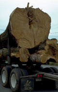 log truck bellingham 1980s 1990s A4 Photo Print