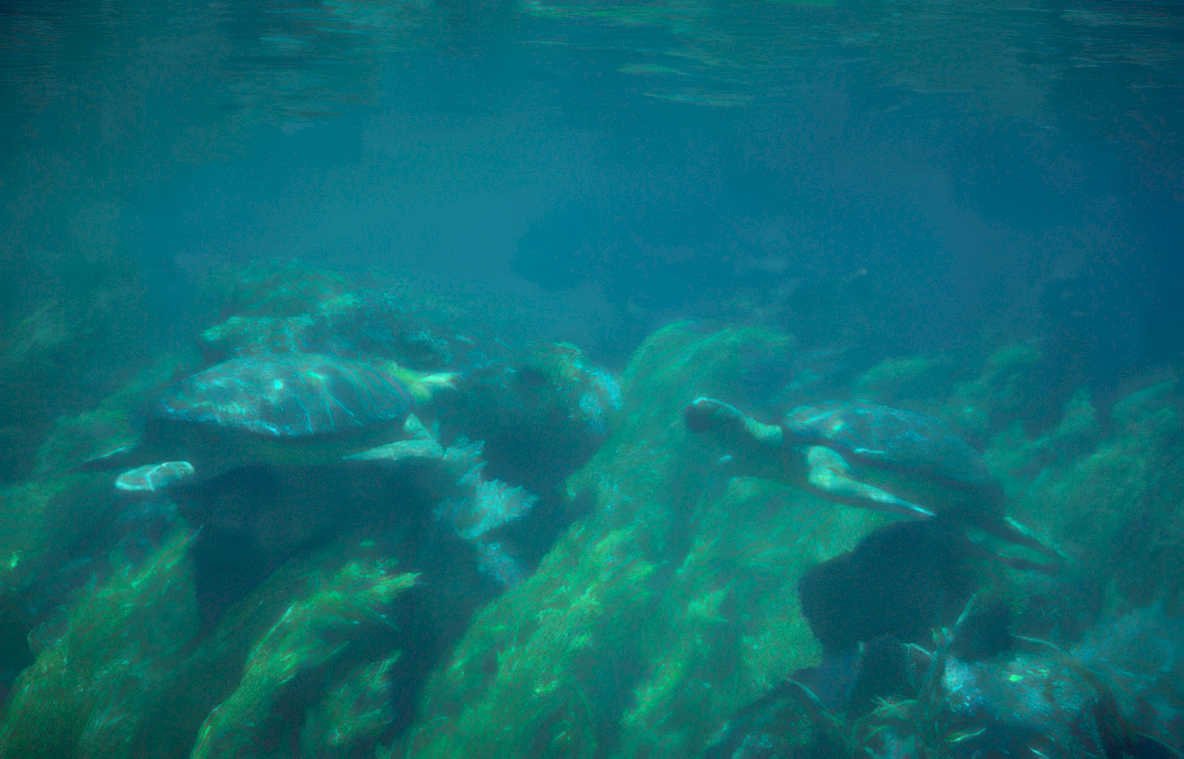 loggerhead turtles kelp Vintage A4 Photo Print