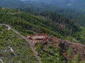 logging forest trees1980s 1990s A4 Photo Print