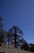 lone pine sky 1980s 1990s A4 Photo Print