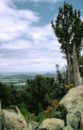 lone pinyon rocks Vintage A4 Photo Print