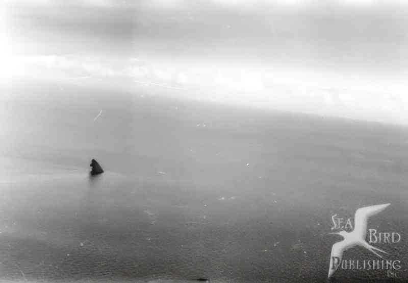 lone sailboat sea Vintage world war A4 Photo Print