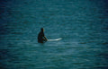 lone surfer wave Vintage A4 Photo Print