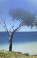 lone tree lake Vintage A4 Photo Print