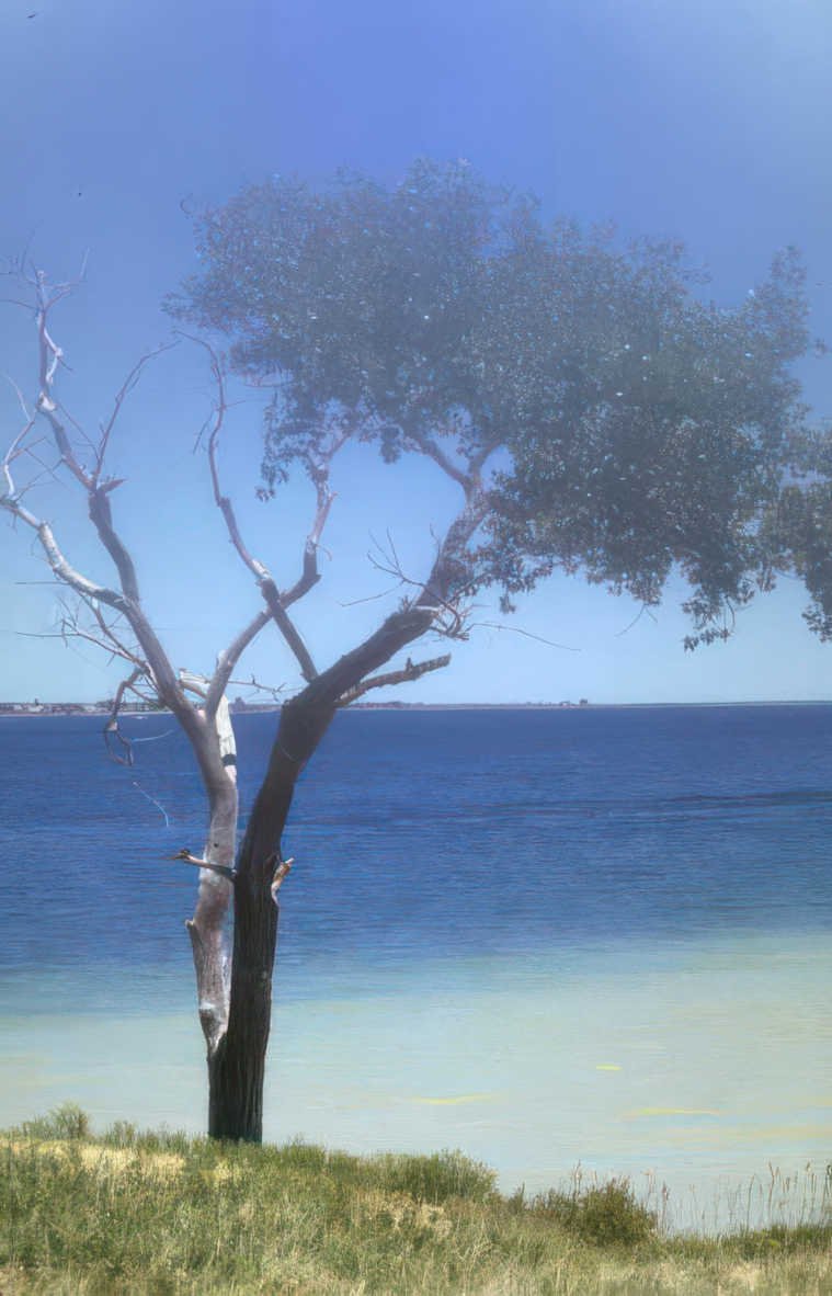 lone tree lake Vintage A4 Photo Print