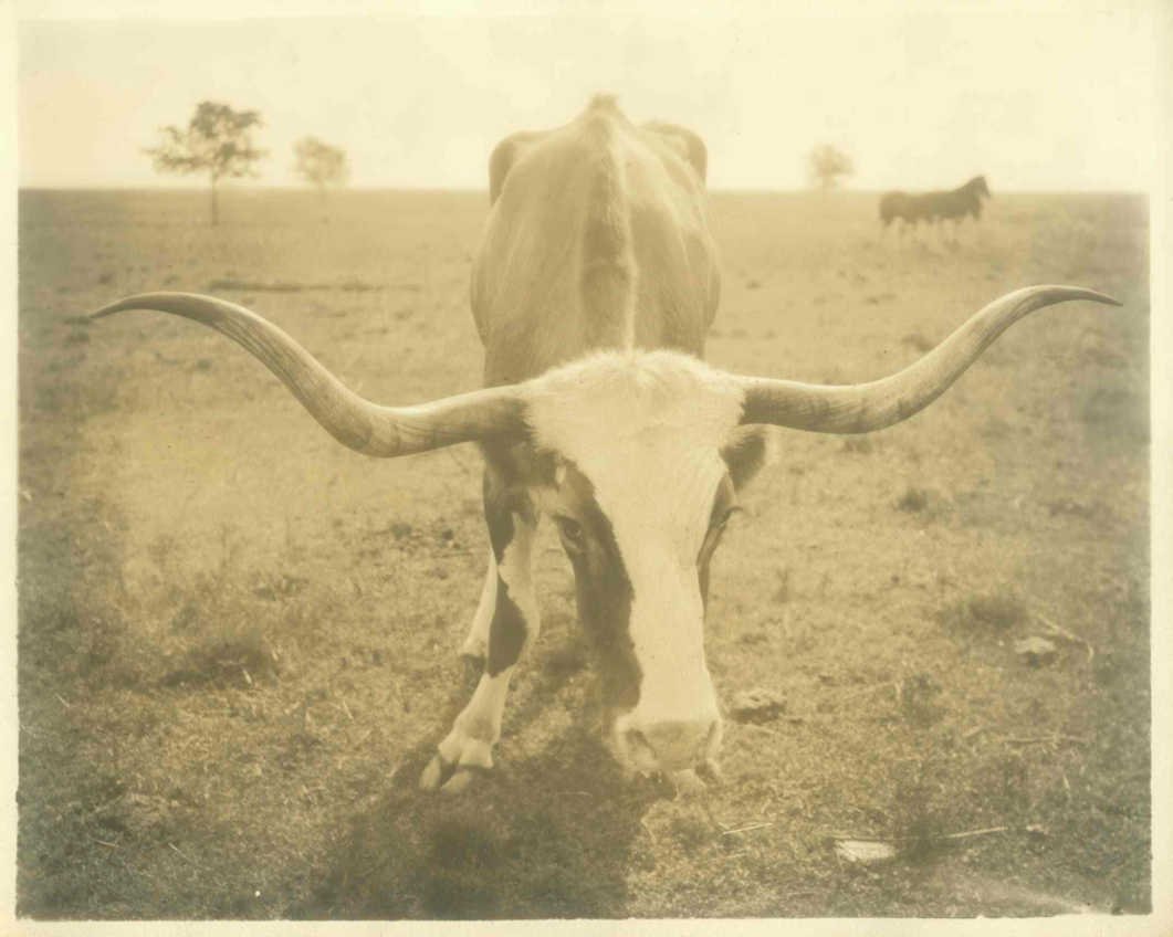 longhorn cattle texas Vintage world war A4 Photo Print