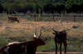 longhorns field rocks 1980s 1990s A4 Photo Print