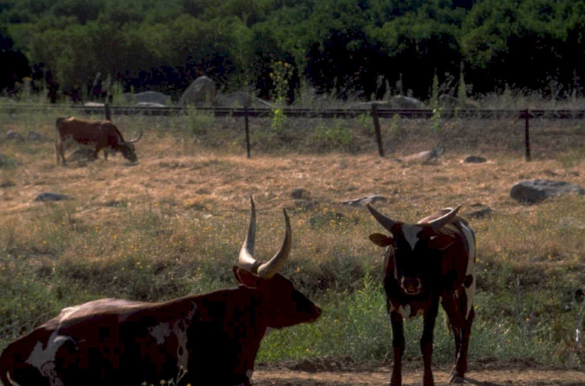 longhorns field rocks 1980s 1990s A4 Photo Print