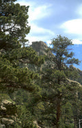 longs peak ponderosa Vintage A4 Photo Print