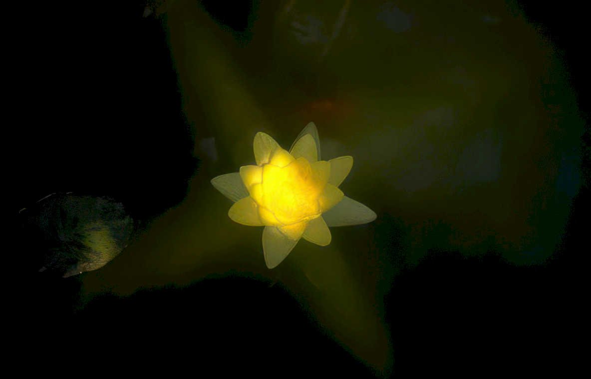 lotus bloom night GIGA 2