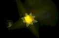 lotus bloom night GIGA Vintage A4 Photo Print