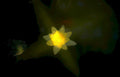 lotus bloom night Vintage A4 Photo Print