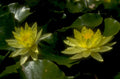 lotus flowers pond 1980s 1990s A4 Photo Print