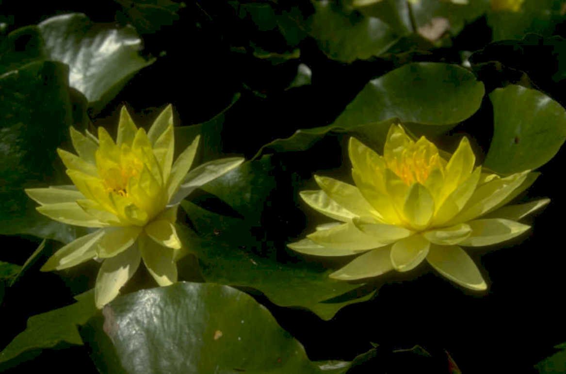 lotus flowers pond 1980s 1990s A4 Photo Print