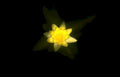 lotus night bloom Vintage A4 Photo Print