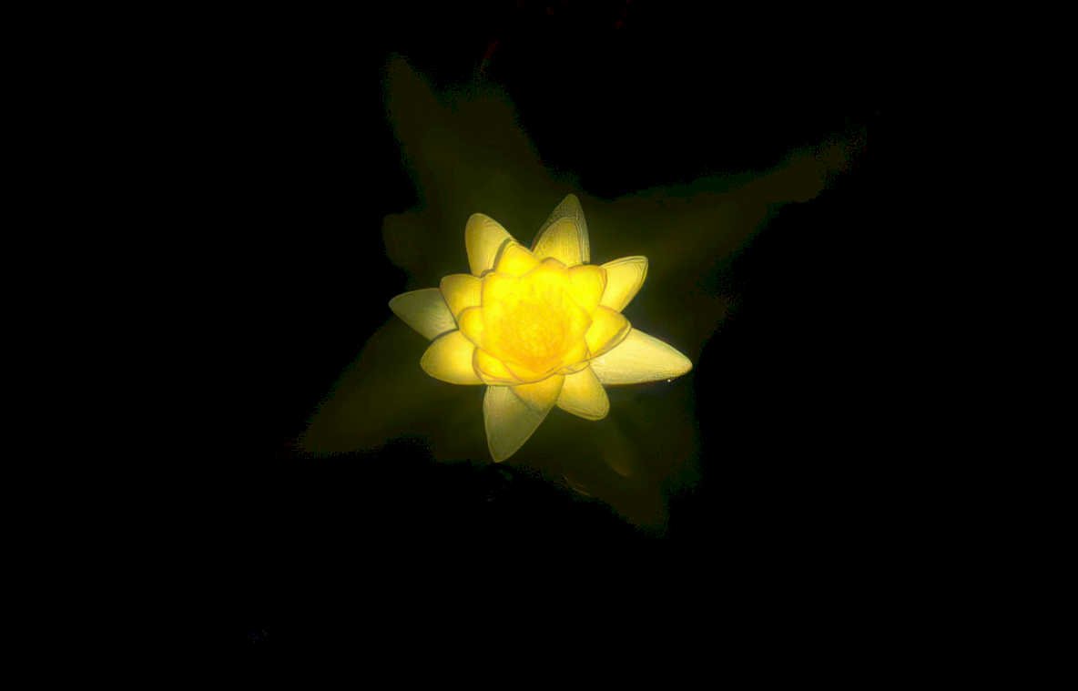 lotus night bloom Vintage A4 Photo Print