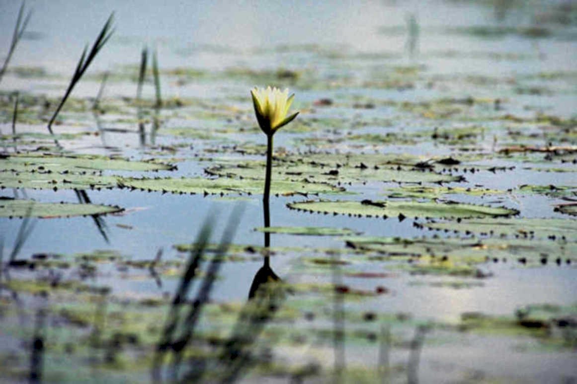 lotus pond flower1980s 1990s A4 Photo Print