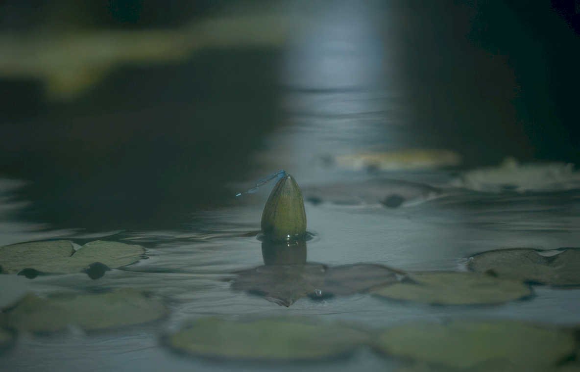 lotus pond reflection GIGA 2 42