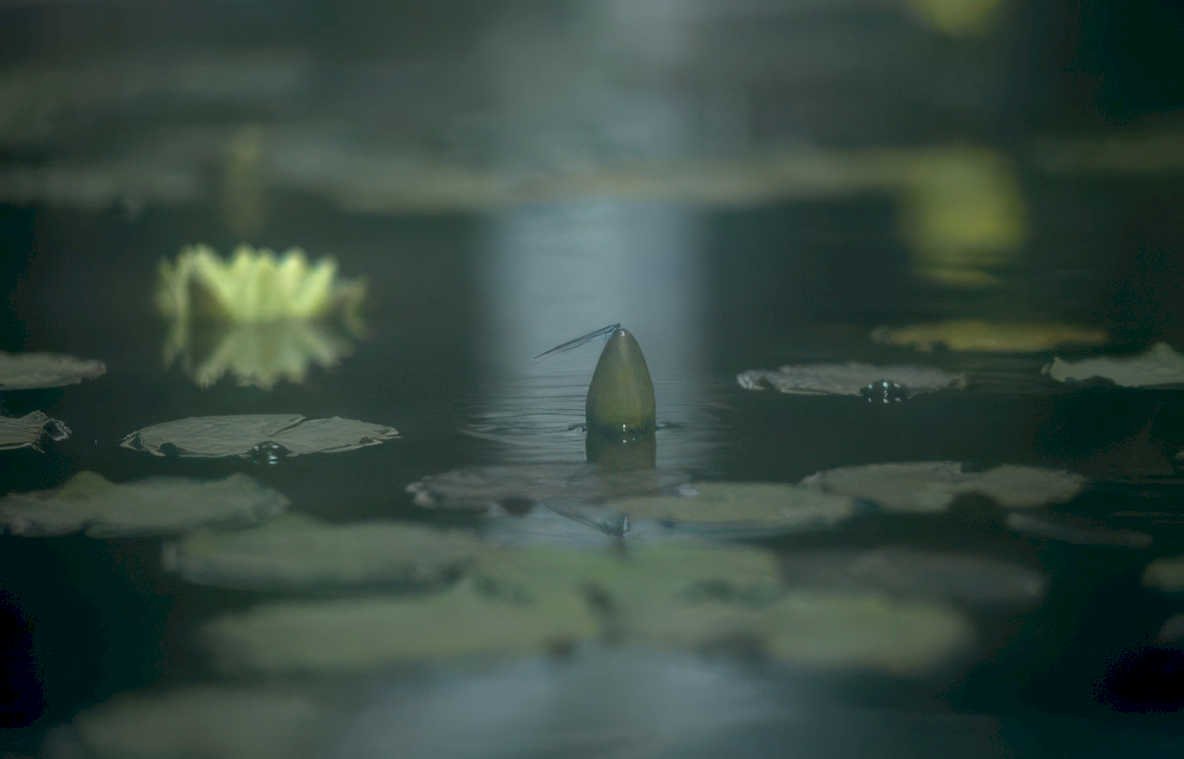 lotus pond reflection Vintage A4 Photo Print