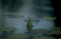lotus reflection pond 1 GIGA Vintage A4 Photo Print