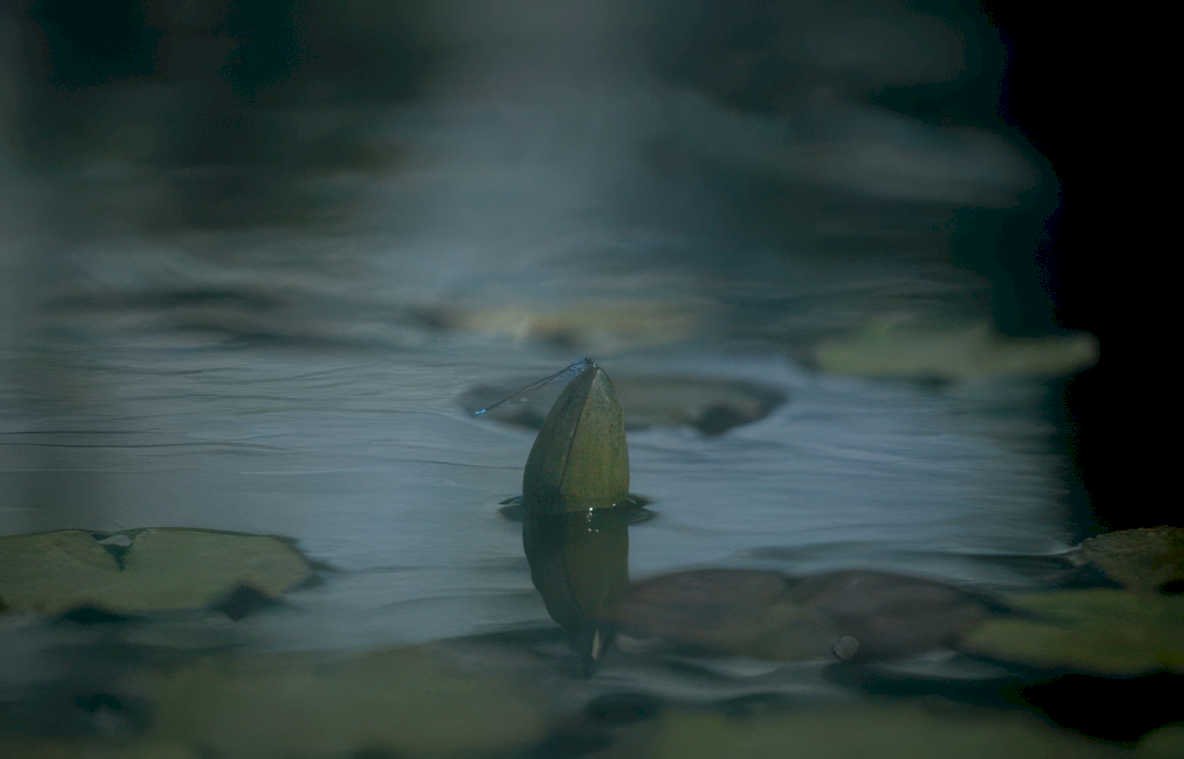 lotus reflection pond 1 Vintage A4 Photo Print