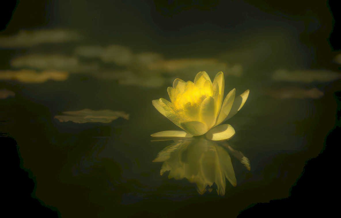 lotus reflection pond 2 GIGA Vintage A4 Photo Print