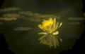 lotus reflection pond 2 Vintage A4 Photo Print