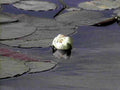lotus reflection pond1980s 1990s A4 Photo Print