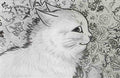 louis wain a sideways look Art A4 Photo Print