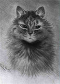louis wain a study of a cat Art A4 Photo Print