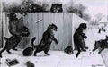 louis wain cats in the playground Art A4 Photo Print
