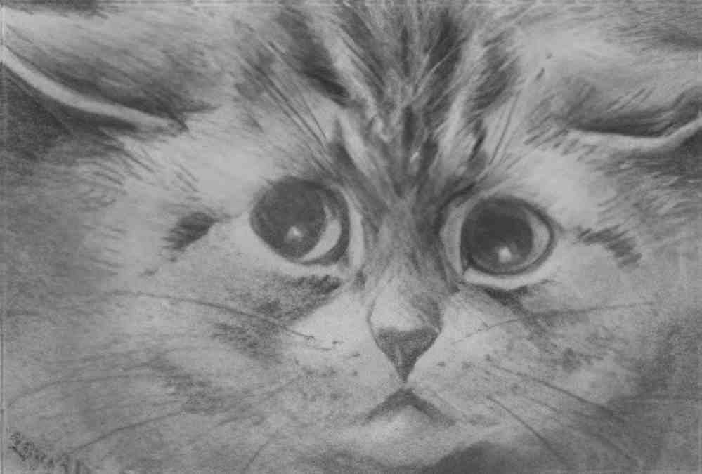 louis wain ginger cat Art A4 Photo Print