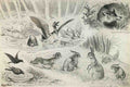 louis wain untitled (animals cavorting at a pond) Art A4 Photo Print