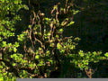 luminous willow reflection1980s 1990s A4 Photo Print