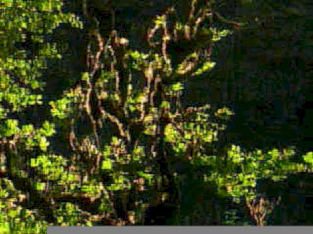 luminous willow reflection1980s 1990s A4 Photo Print