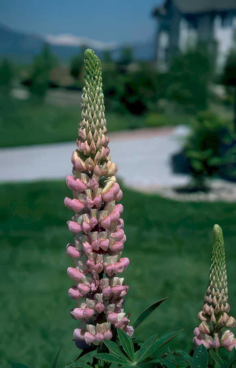 lupine flower spikes Vintage A4 Photo Print
