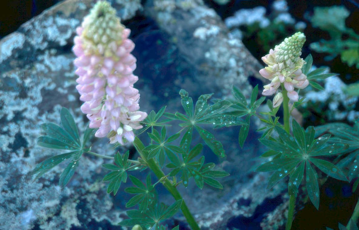 lupine flowers rocks Vintage A4 Photo Print