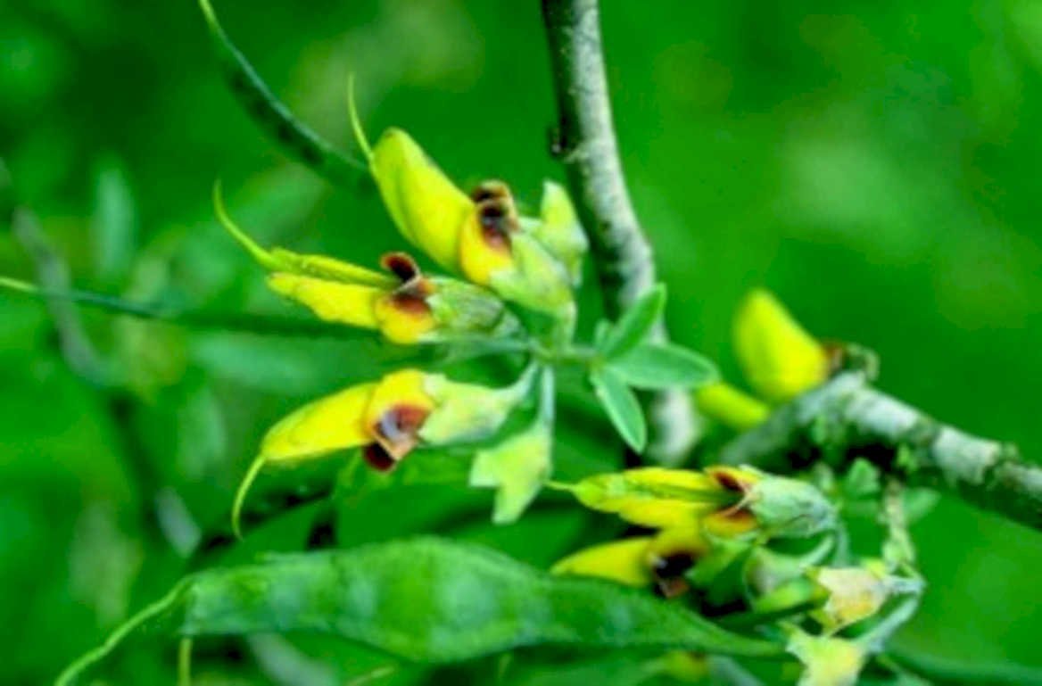 lupinus succulentus flowers1980s 1990s A4 Photo Print