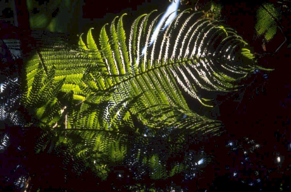lush fern frond 1980s 1990s A4 Photo Print