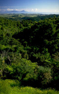 lush forest hawaii 1980s 1990s A4 Photo Print