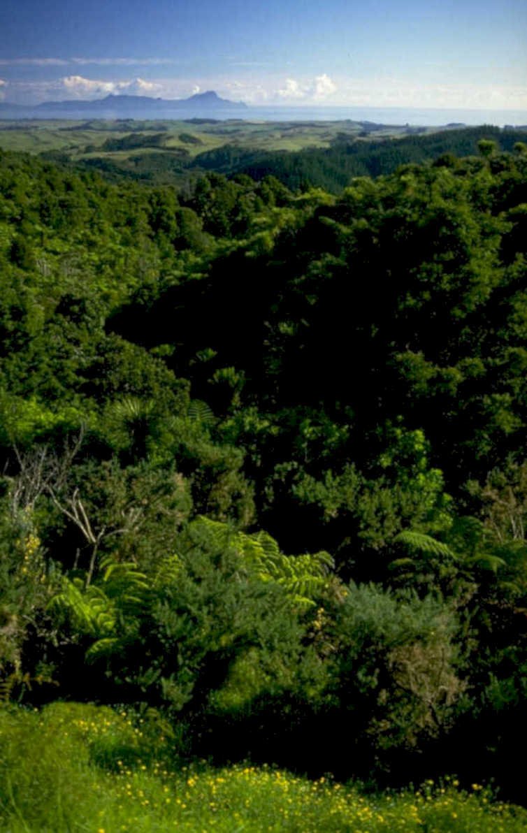 lush forest hawaii 1980s 1990s A4 Photo Print