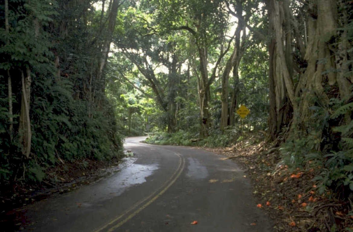 lush forest road 1980s 1990s A4 Photo Print