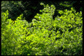 lush green canopy1980s 1990s A4 Photo Print