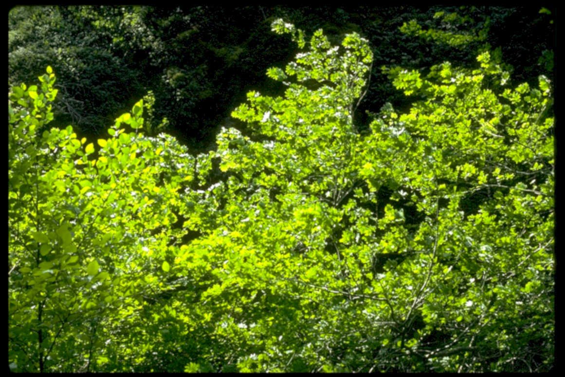 lush green canopy1980s 1990s A4 Photo Print