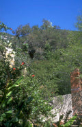 lush hillside garden 1980s 1990s A4 Photo Print