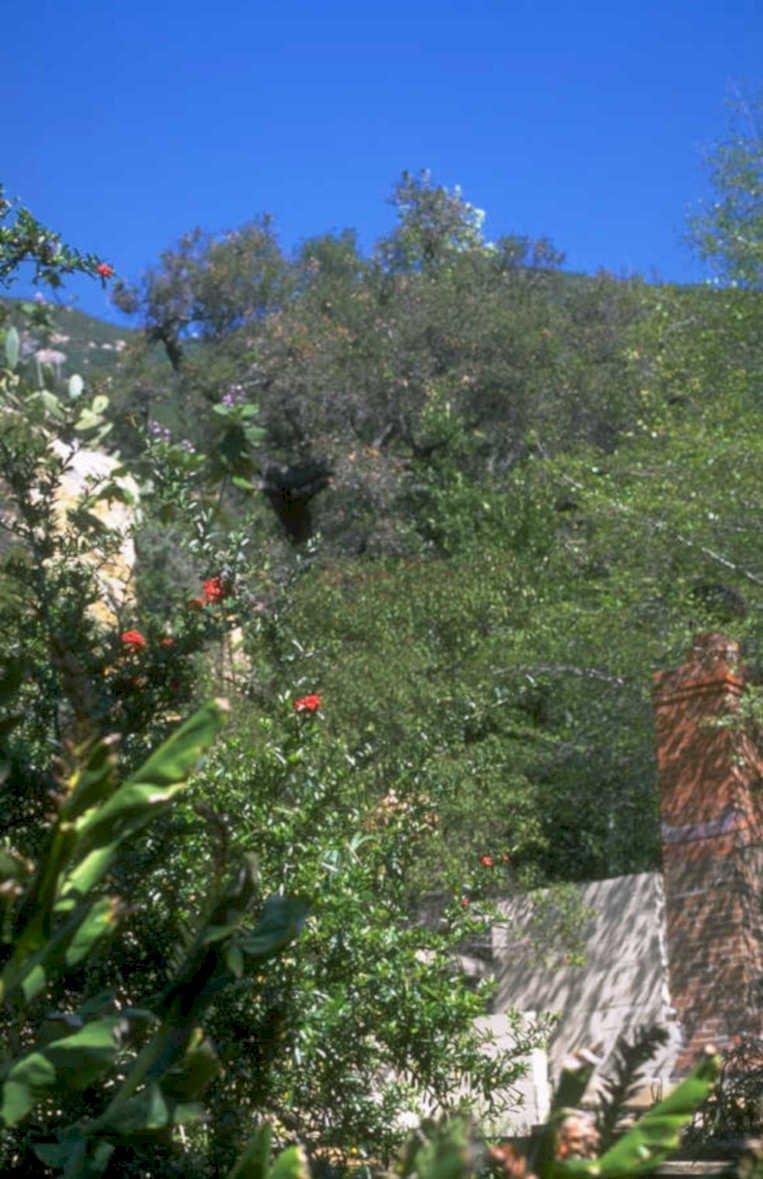 lush hillside garden 1980s 1990s A4 Photo Print
