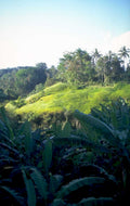 lush hillside palm 1980s 1990s A4 Photo Print