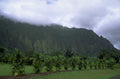 lush mountains oahu 1980s 1990s A4 Photo Print