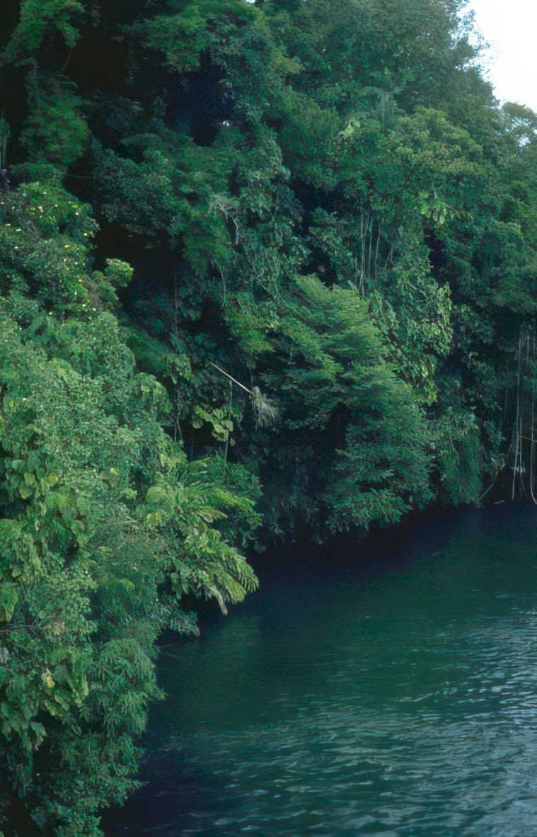 lush riverbank scene GIGA 2
