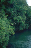 lush riverbank scene Vintage A4 Photo Print